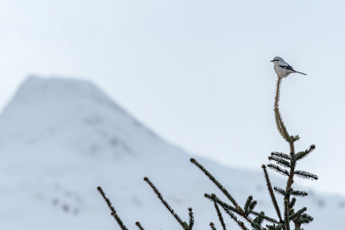 Northern Shrike - ML502260121
