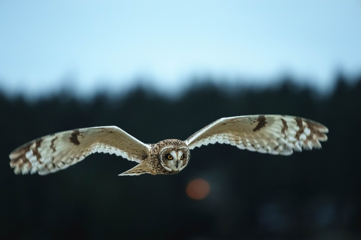 Short-eared Owl - ML502260141