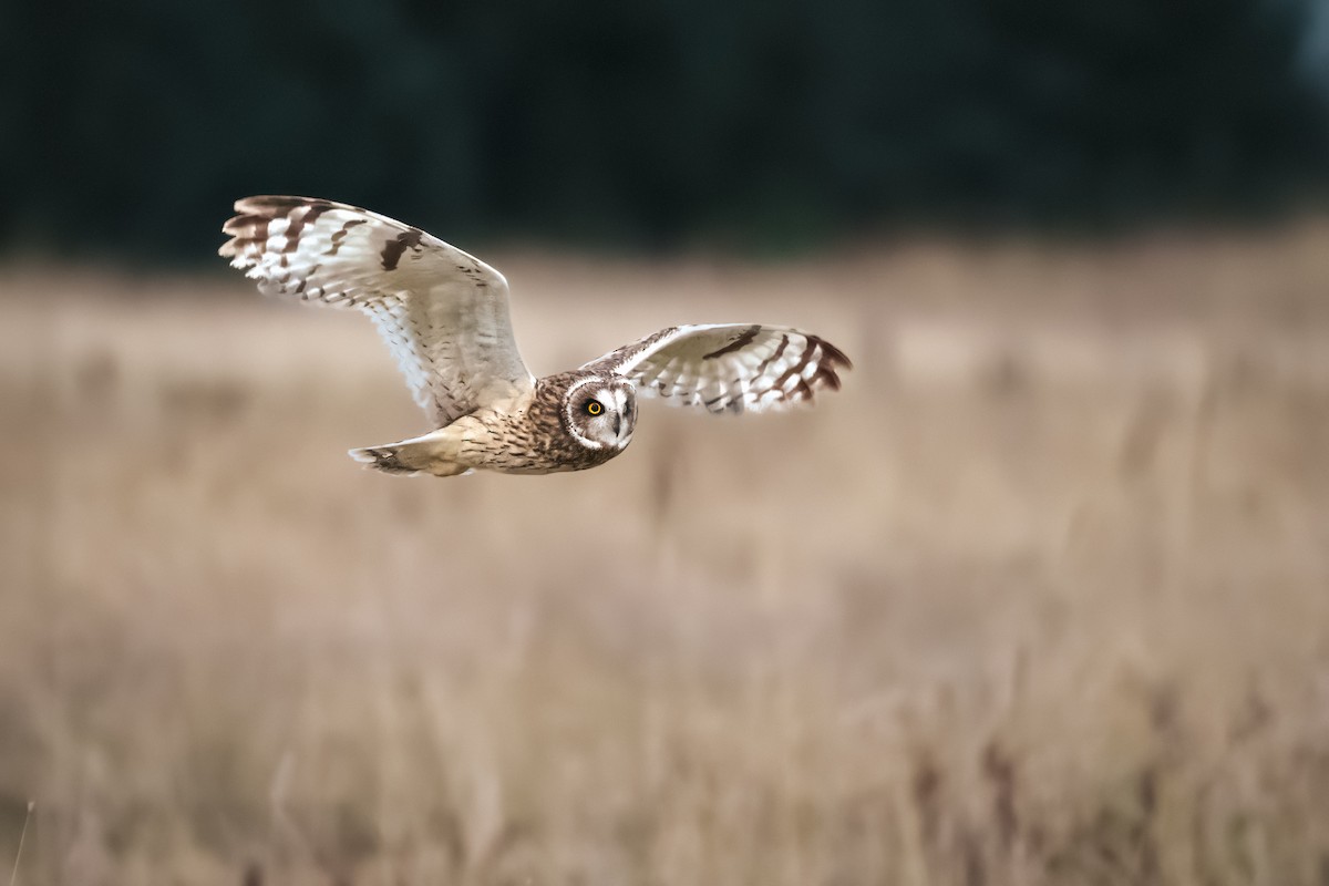 Short-eared Owl - ML502260151
