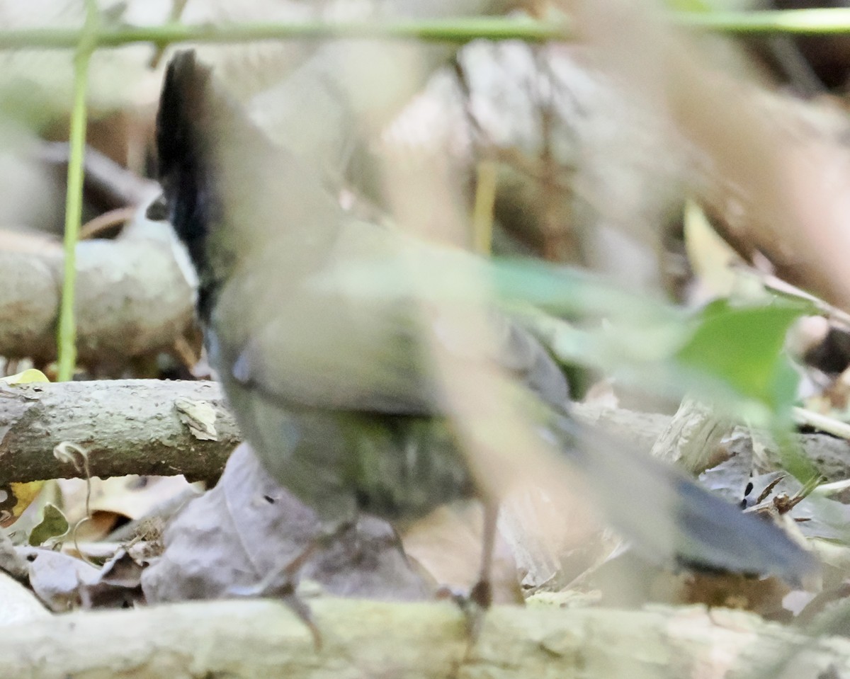 Eastern Whipbird - ML502260341