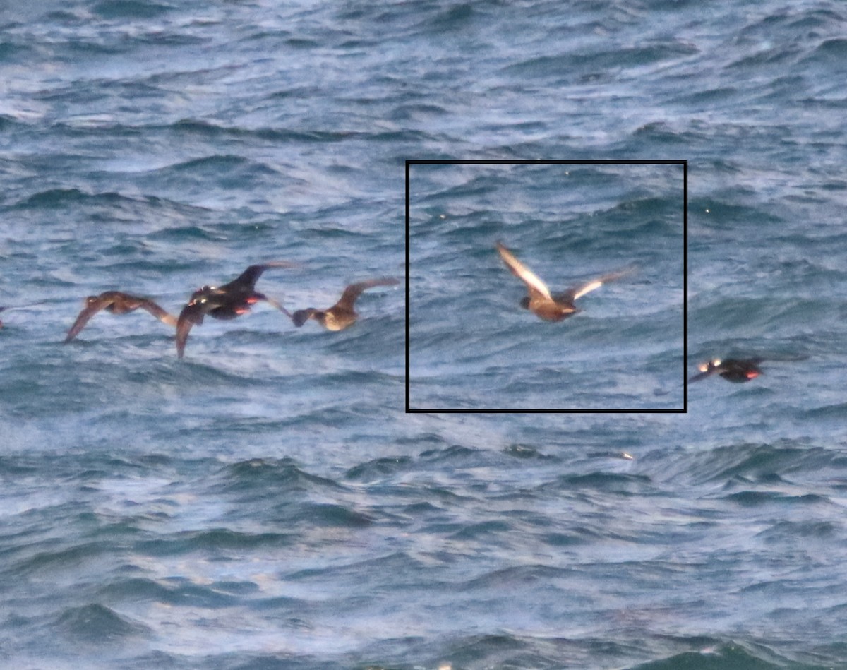 White-winged Scoter - ML502260481