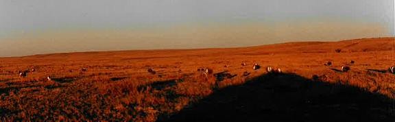 Greater Sage-Grouse - ML50226101