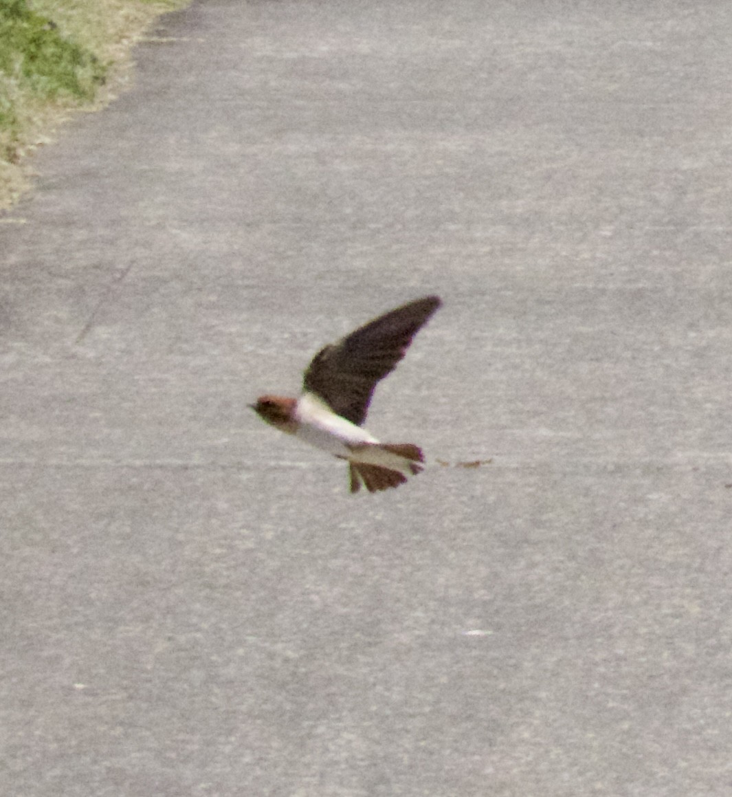 Fairy Martin - ML502262531