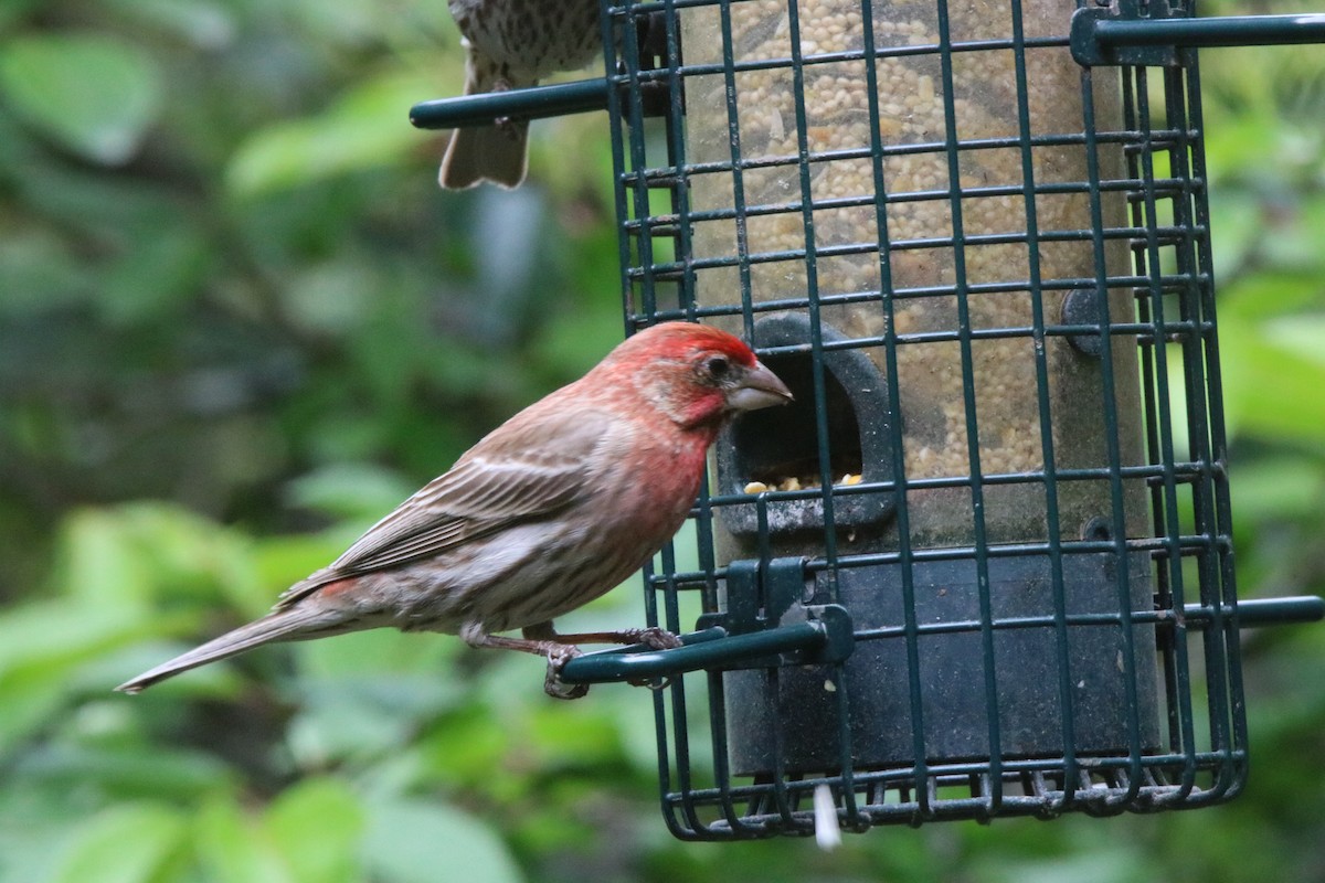 House Finch - ML502262611