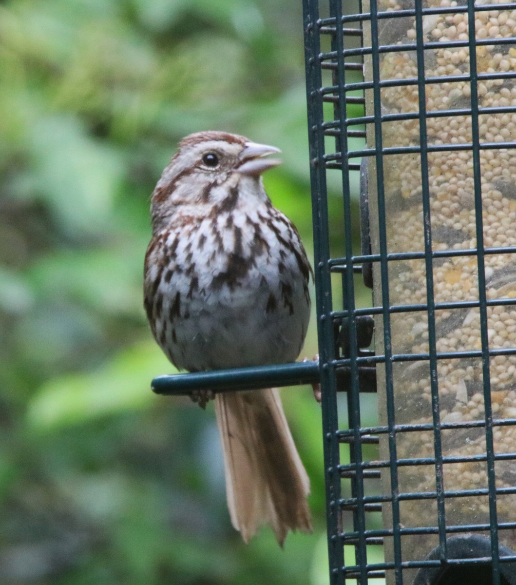 Song Sparrow - Alan Shapiro