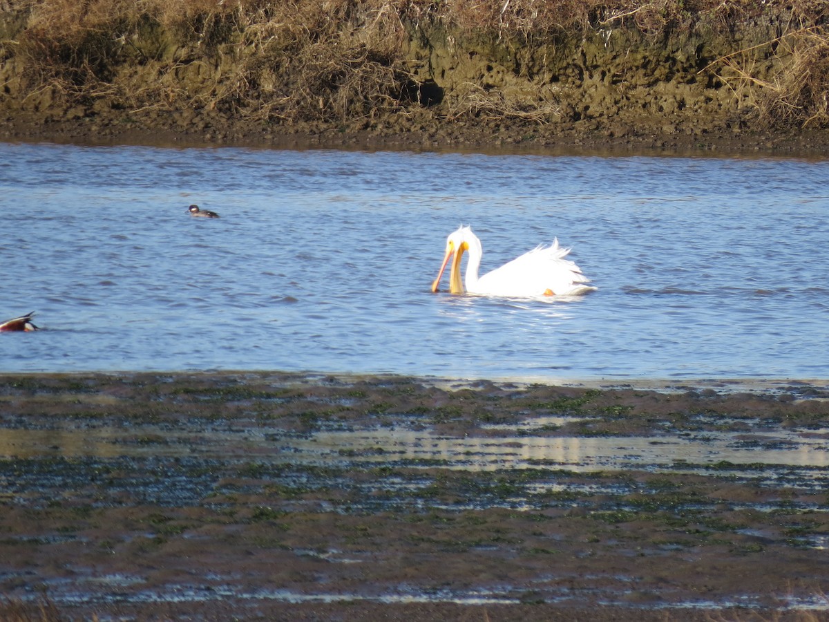 American White Pelican - ML50226421