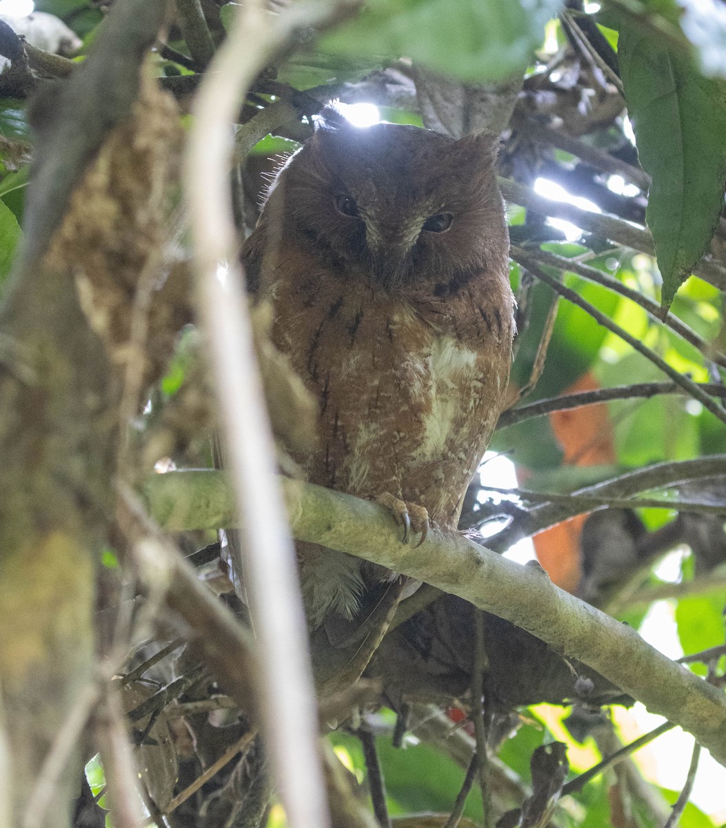 Madagascar Scops-Owl (Rainforest) - ML502264811