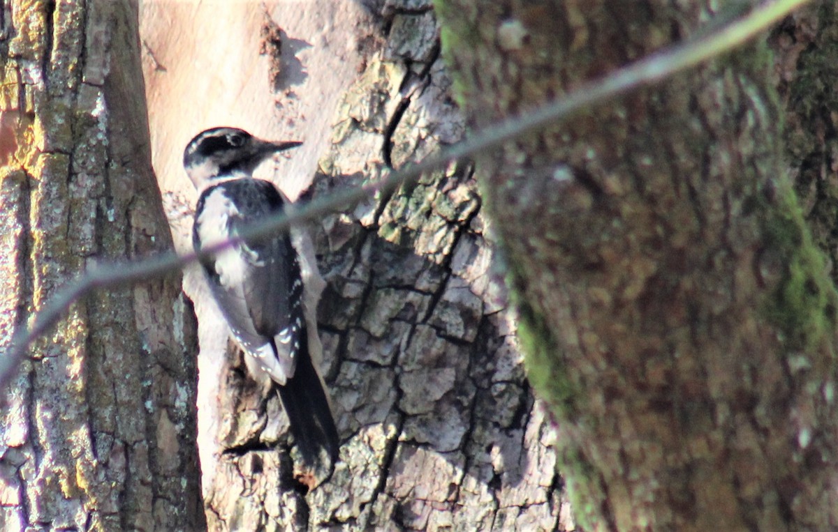 Hairy Woodpecker (Pacific) - ML502265201