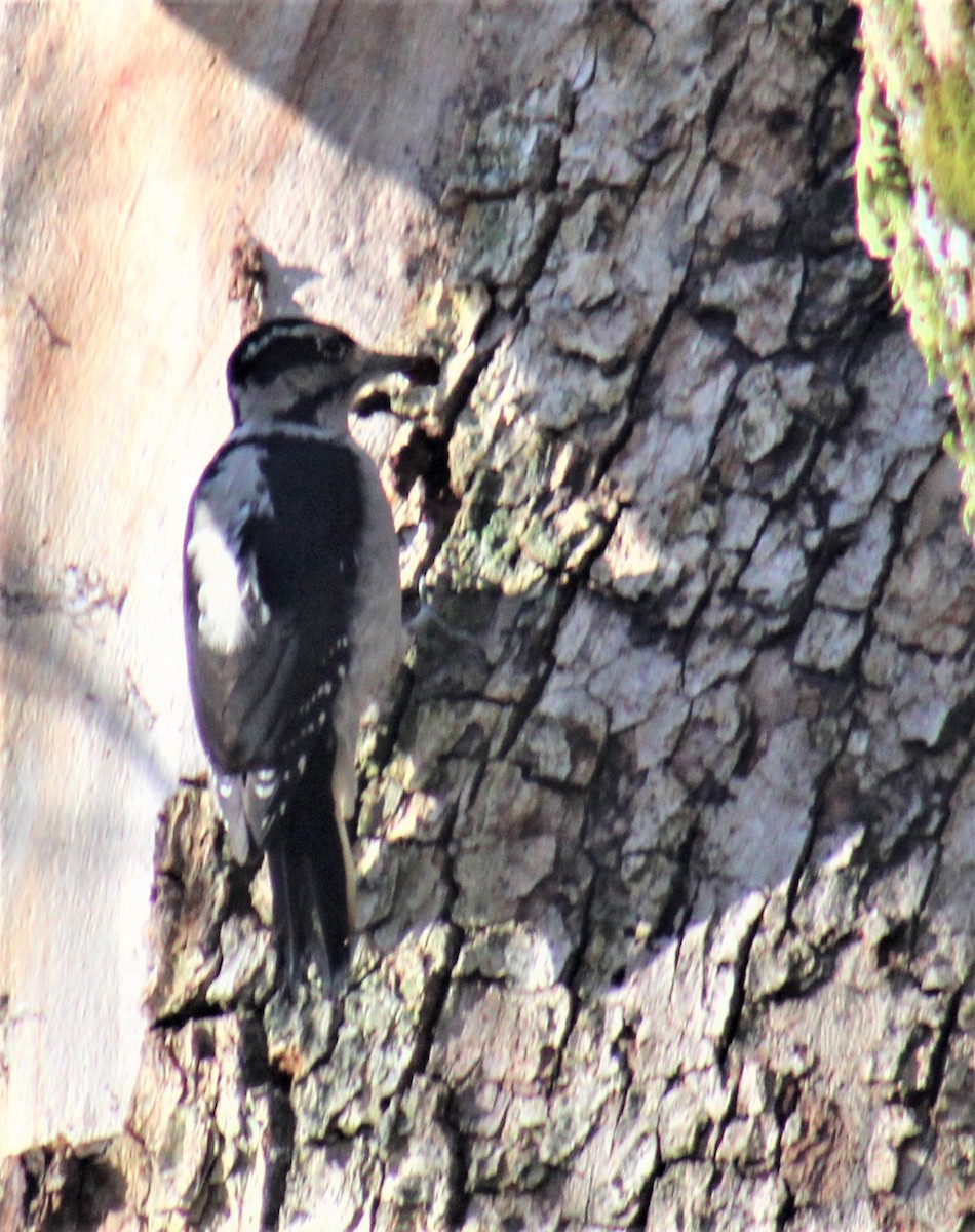 Hairy Woodpecker (Pacific) - ML502265211
