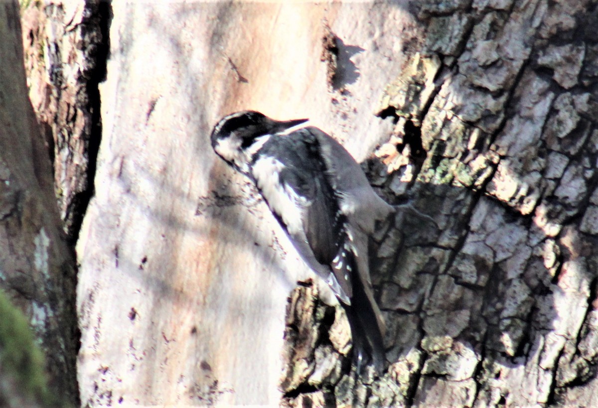 Hairy Woodpecker (Pacific) - ML502265221