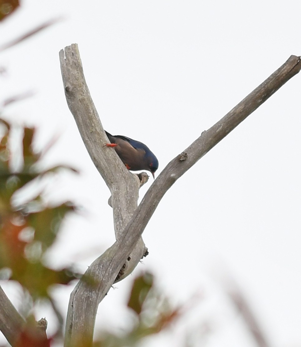 Velvet-fronted Nuthatch - ML502265481