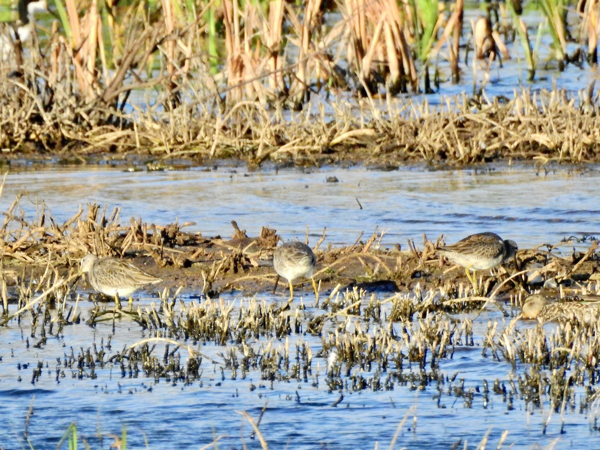 Long-billed Dowitcher - ML502266071