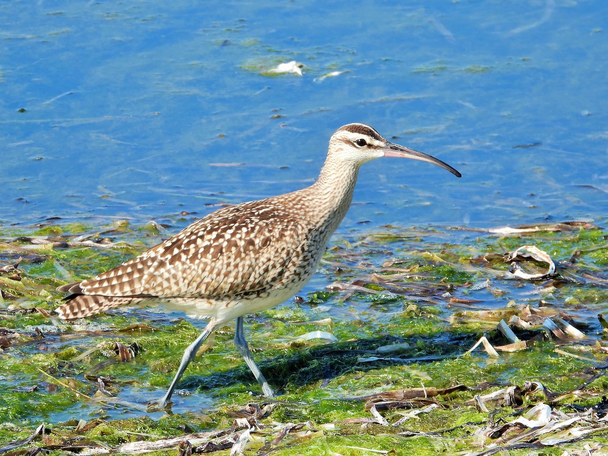 Whimbrel - ML502266781