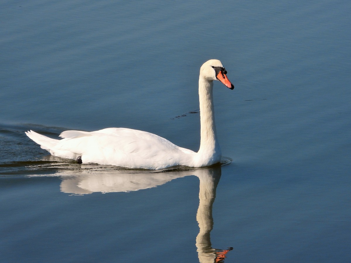 Хуруут хун - ML502267311