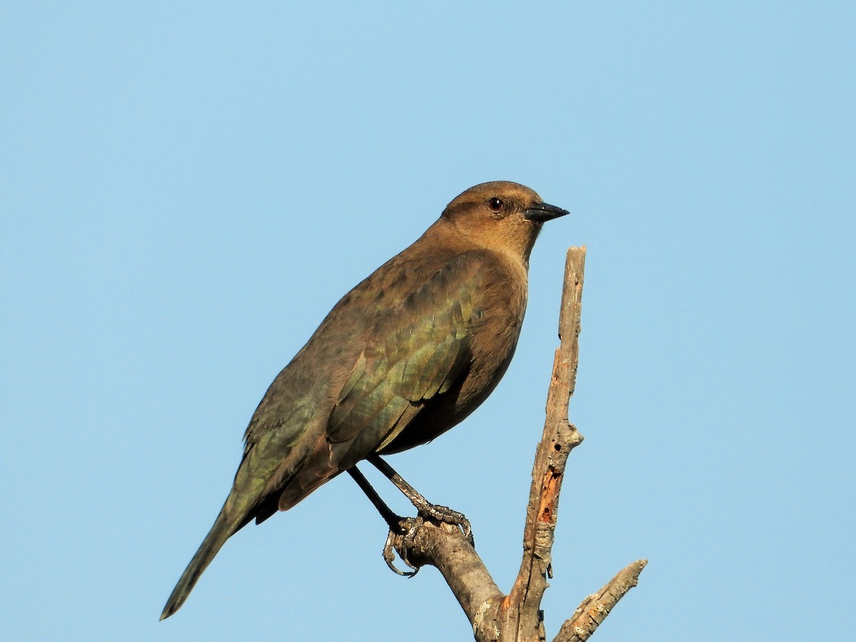 Brewer's Blackbird - Carol Ann Krug Graves