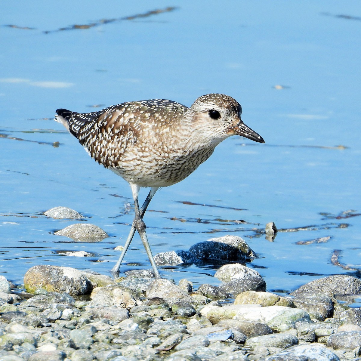 Black-bellied Plover - ML502268241