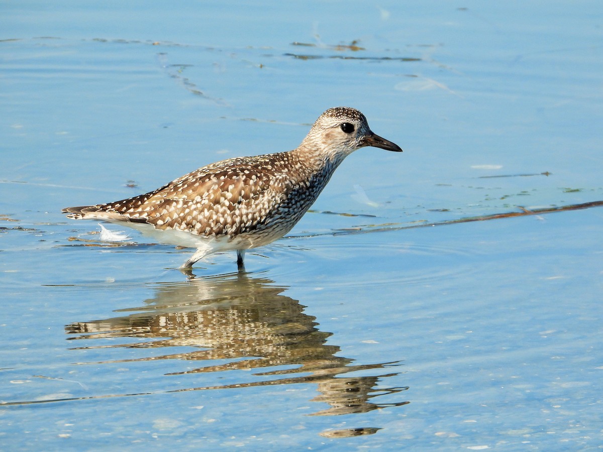 Black-bellied Plover - ML502269291