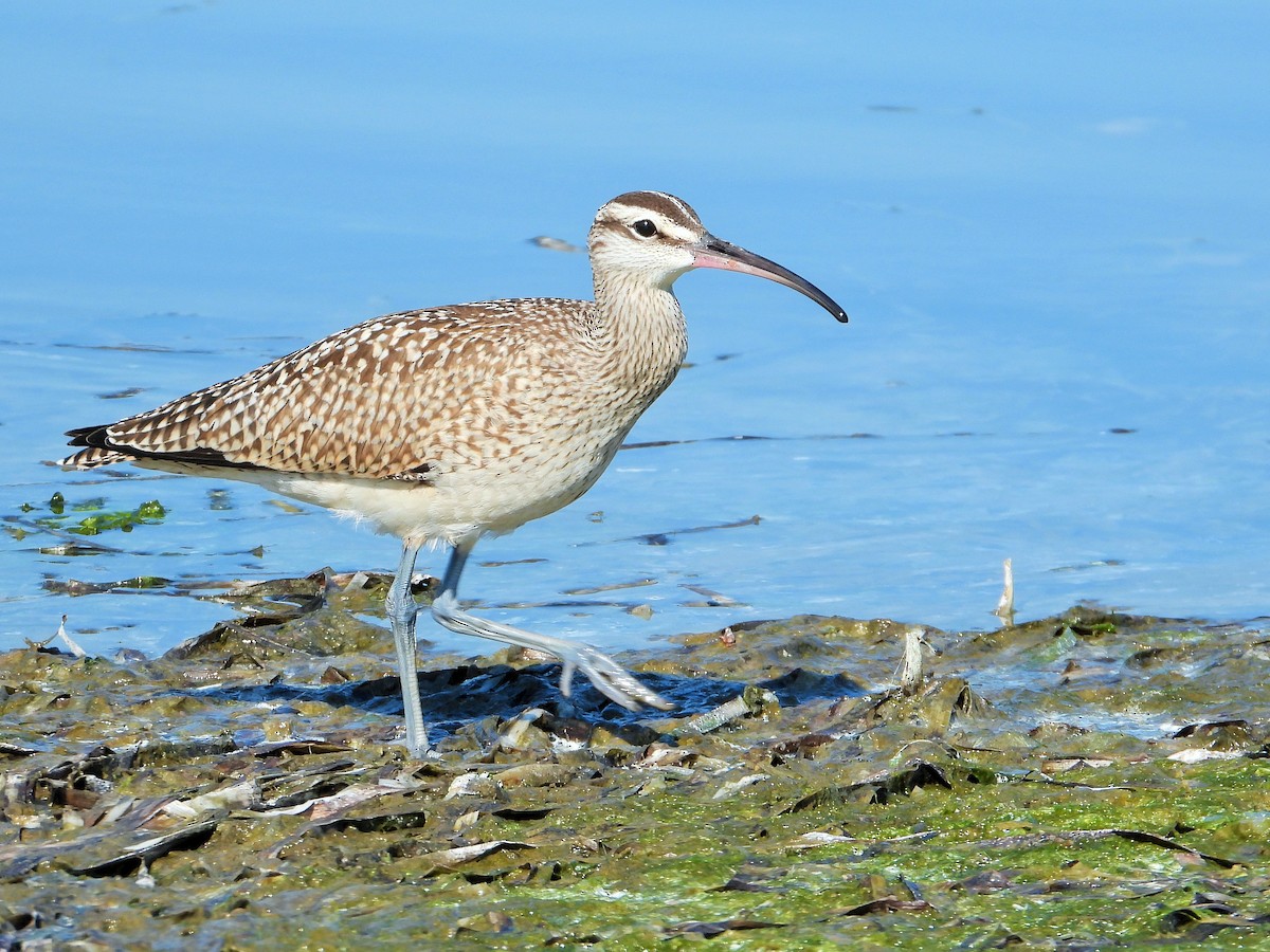 Whimbrel - ML502269341