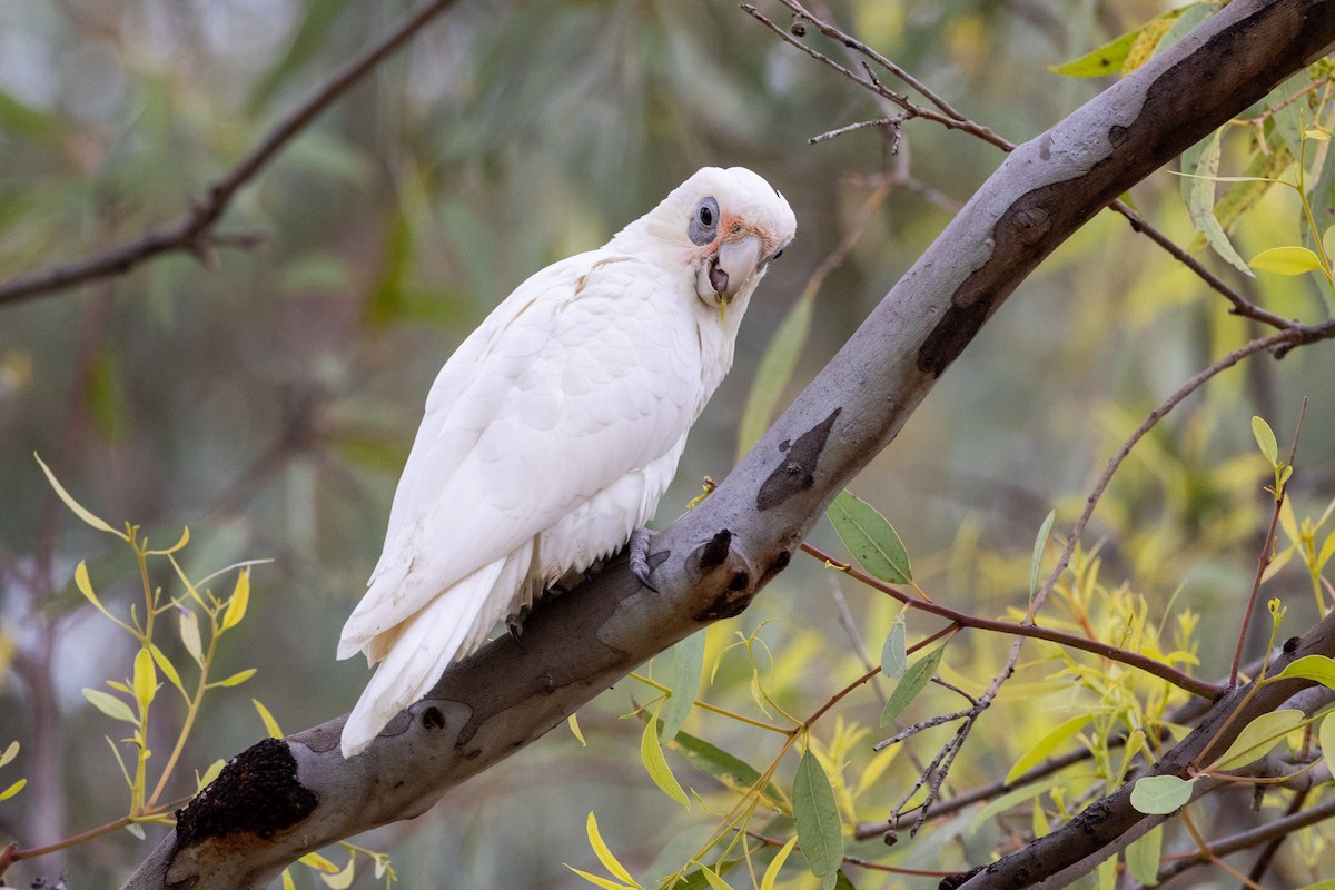 Cacatoès corella - ML502272401