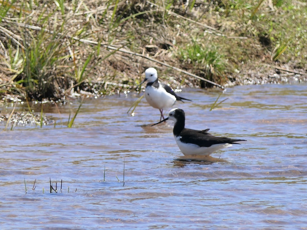 Pied x Black Stilt (hybrid) - Jim Kirker