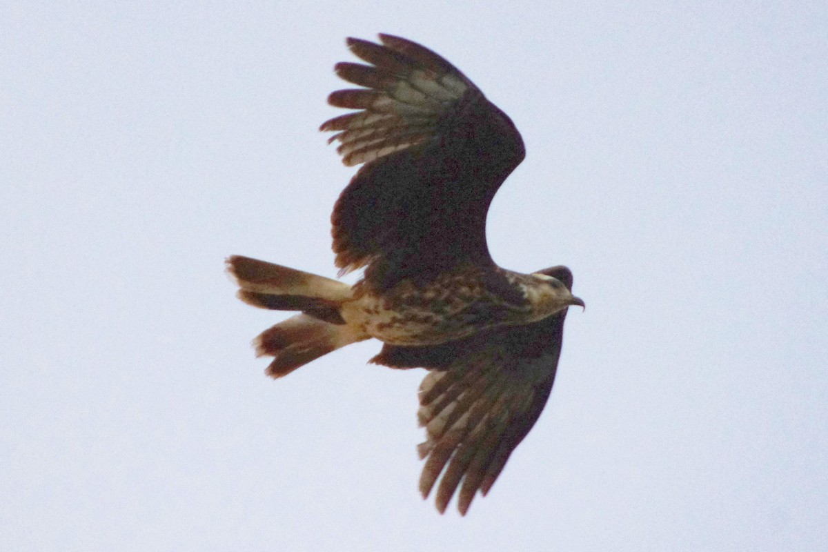 Snail Kite - Anonymous