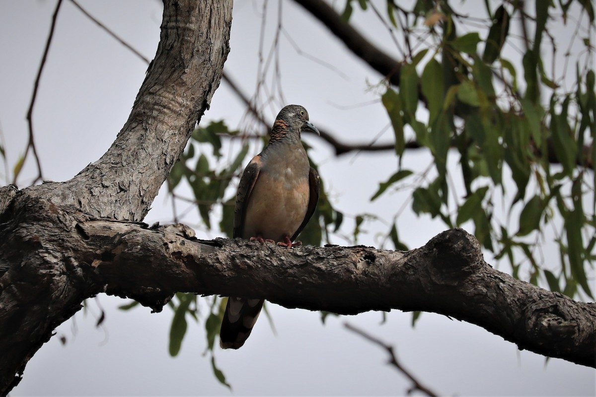 Bar-shouldered Dove - ML502274961