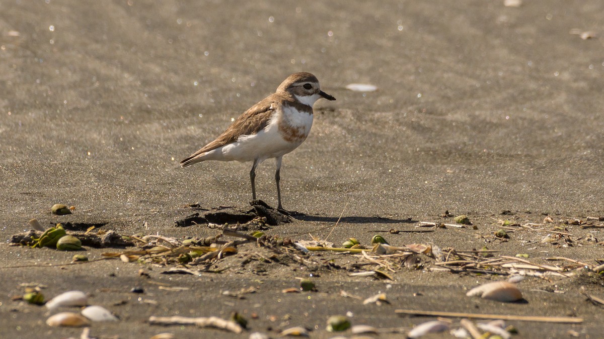 Double-banded Plover - ML502276601