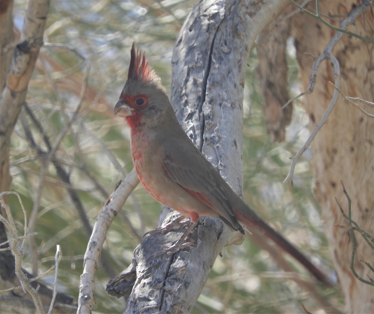 Cardinal pyrrhuloxia - ML502278891