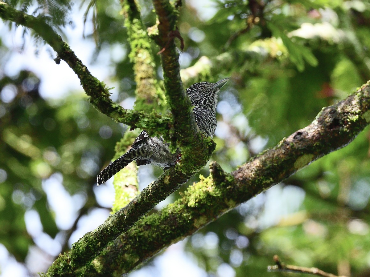 Bar-crested Antshrike - Oleg Chernyshov