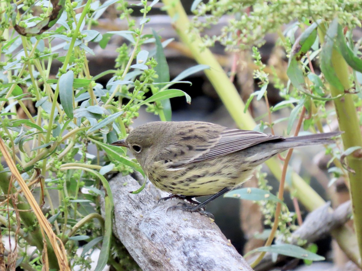 Kirtland's Warbler - ML502279521