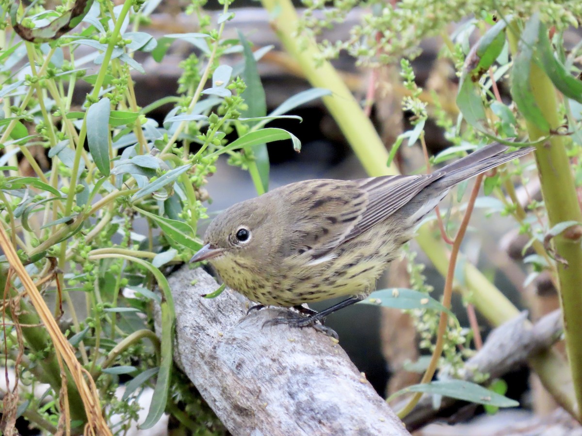 Kirtland's Warbler - ML502279531