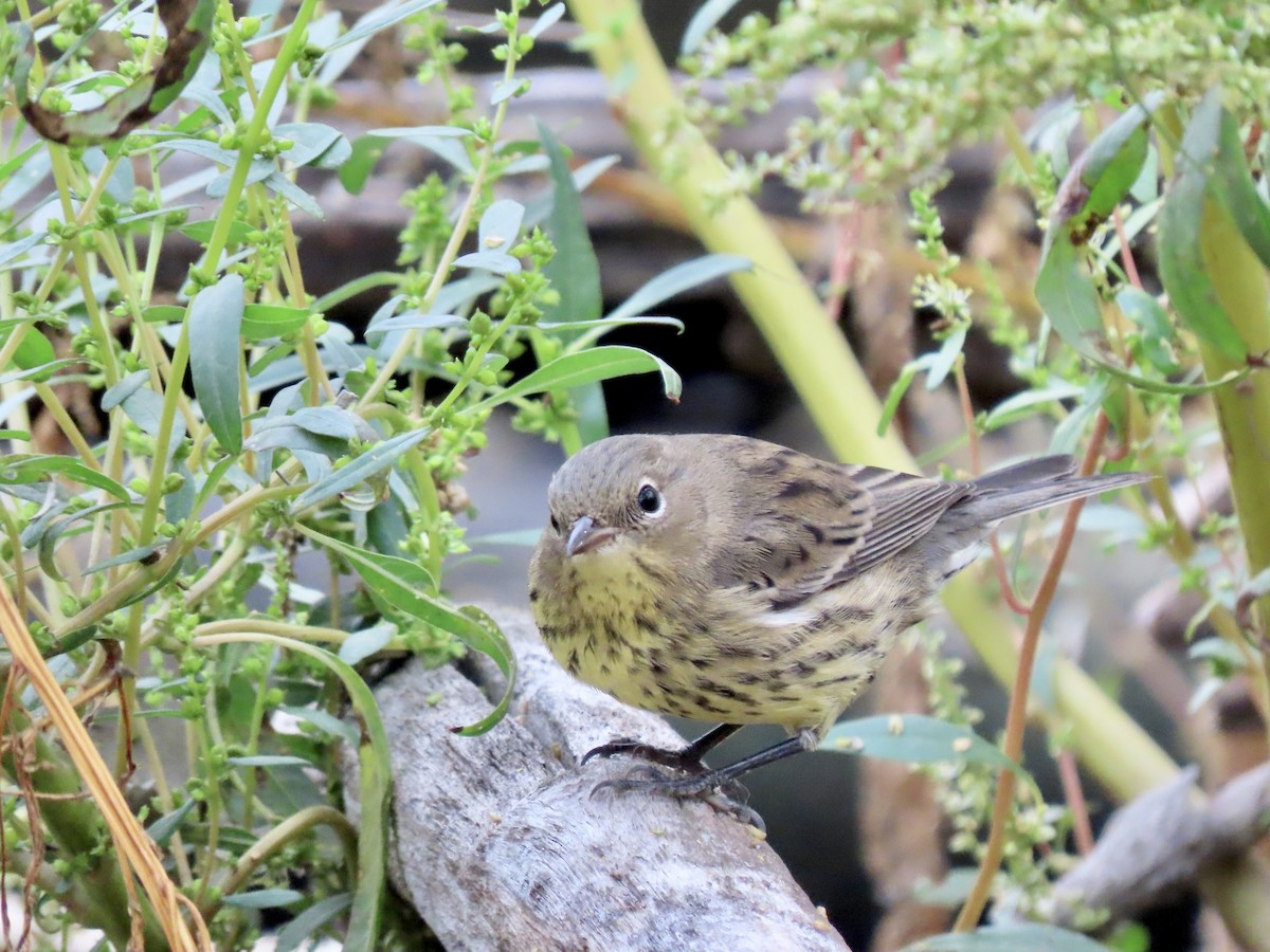 Kirtland's Warbler - ML502279541