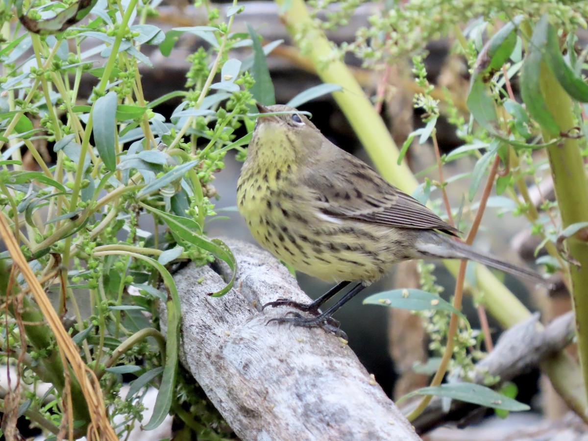 Kirtland's Warbler - ML502279551