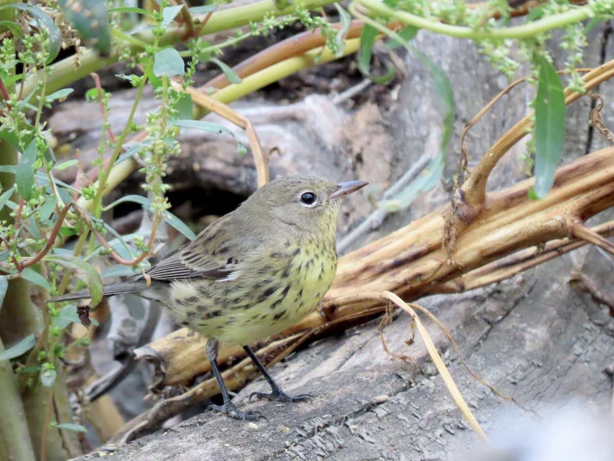 Kirtland's Warbler - ML502279581