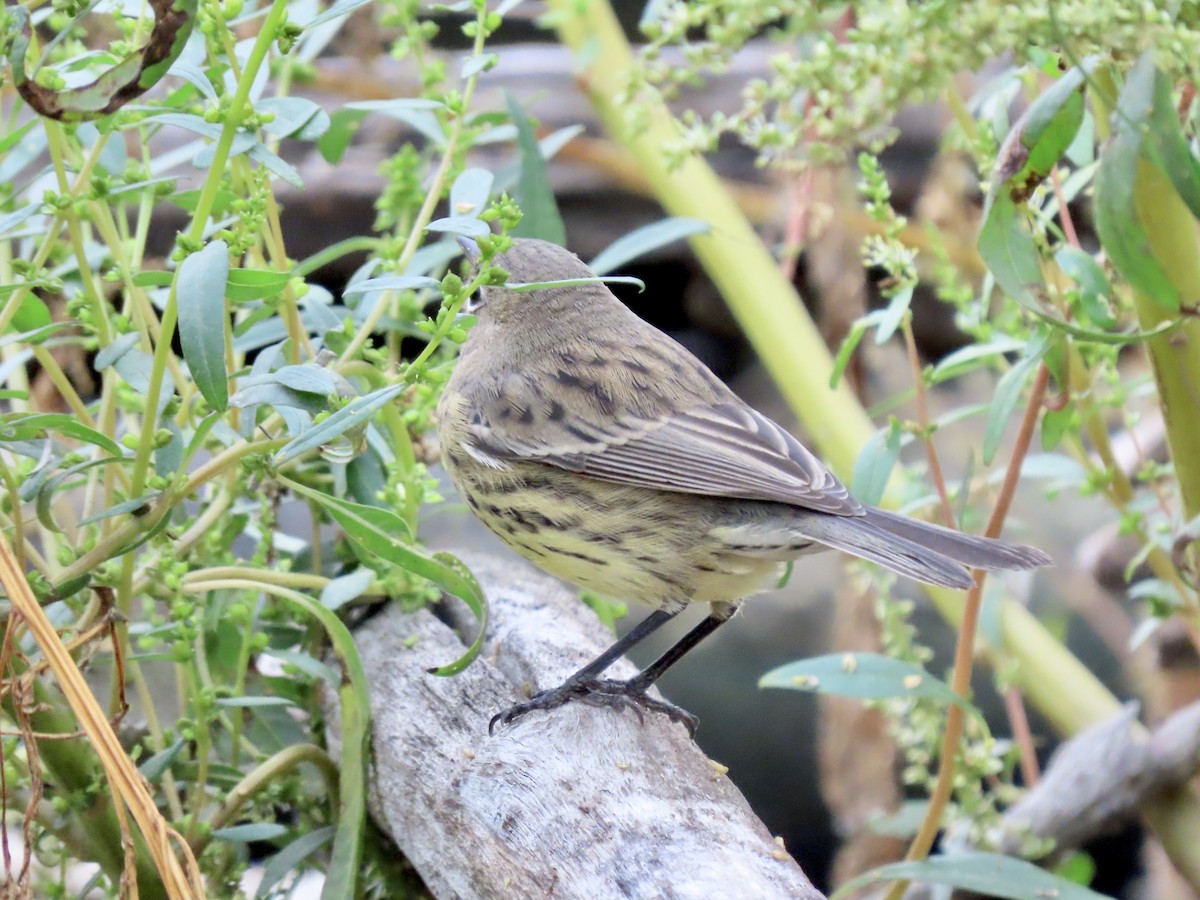 Kirtland's Warbler - ML502279591