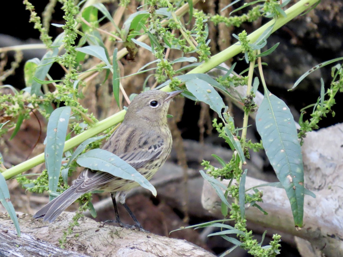 Kirtland's Warbler - Joshua Emm