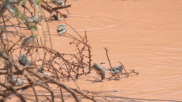 Zebra Finch (Australian) - ML502279711