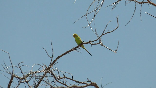 Budgerigar - ML502279731