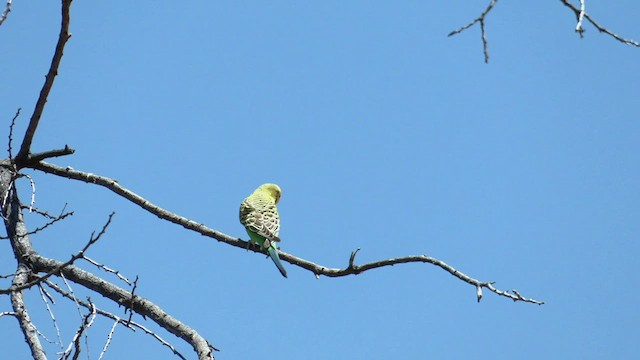 Budgerigar - ML502279761