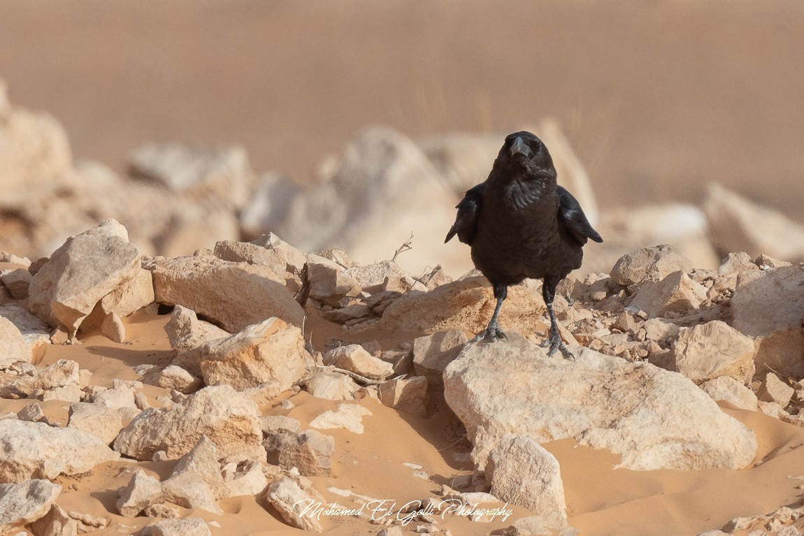 Brown-necked Raven - ML502279851