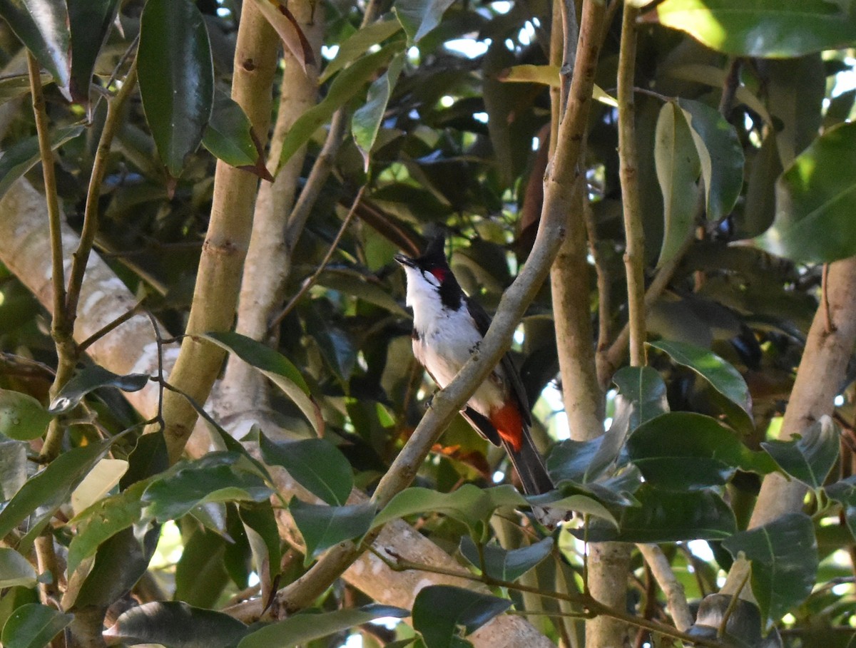 Red-whiskered Bulbul - ML502280021