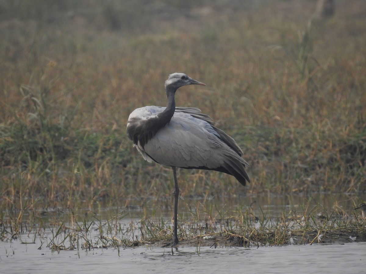 Demoiselle Crane - ML502280291