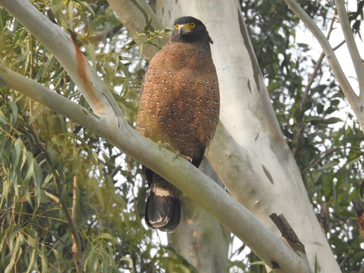 Crested Serpent-Eagle - ML502281571