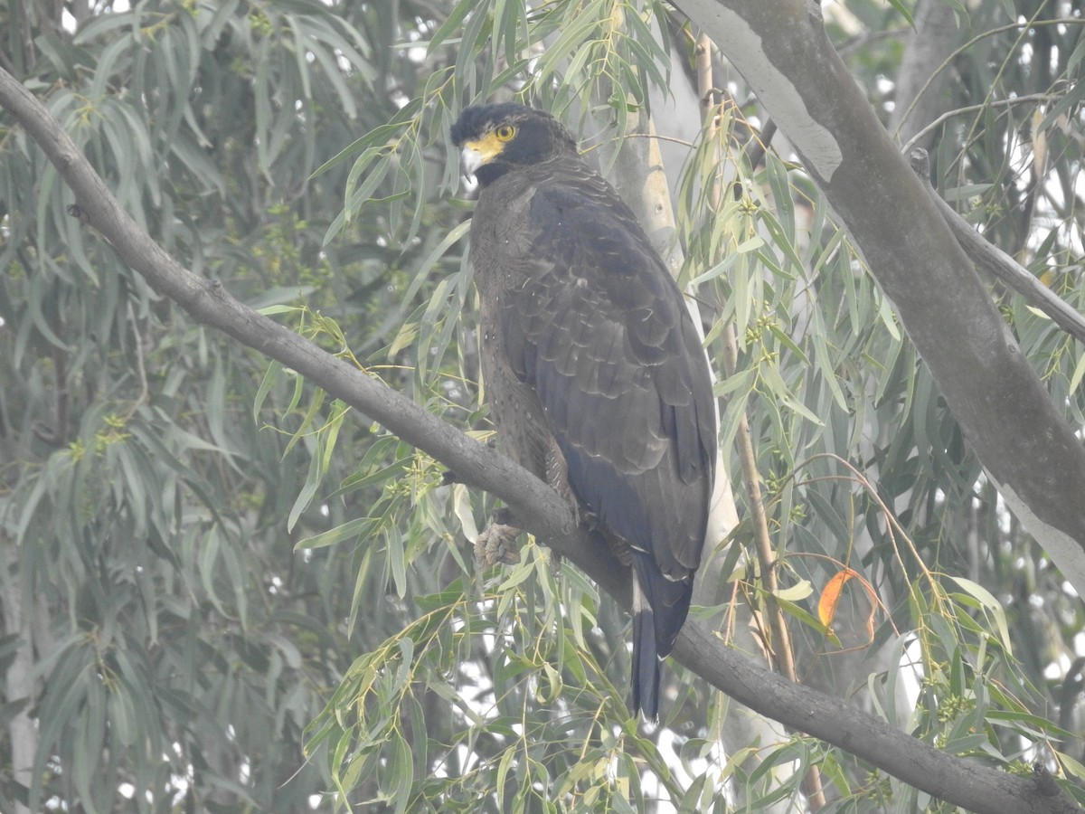 Crested Serpent-Eagle - ML502281691
