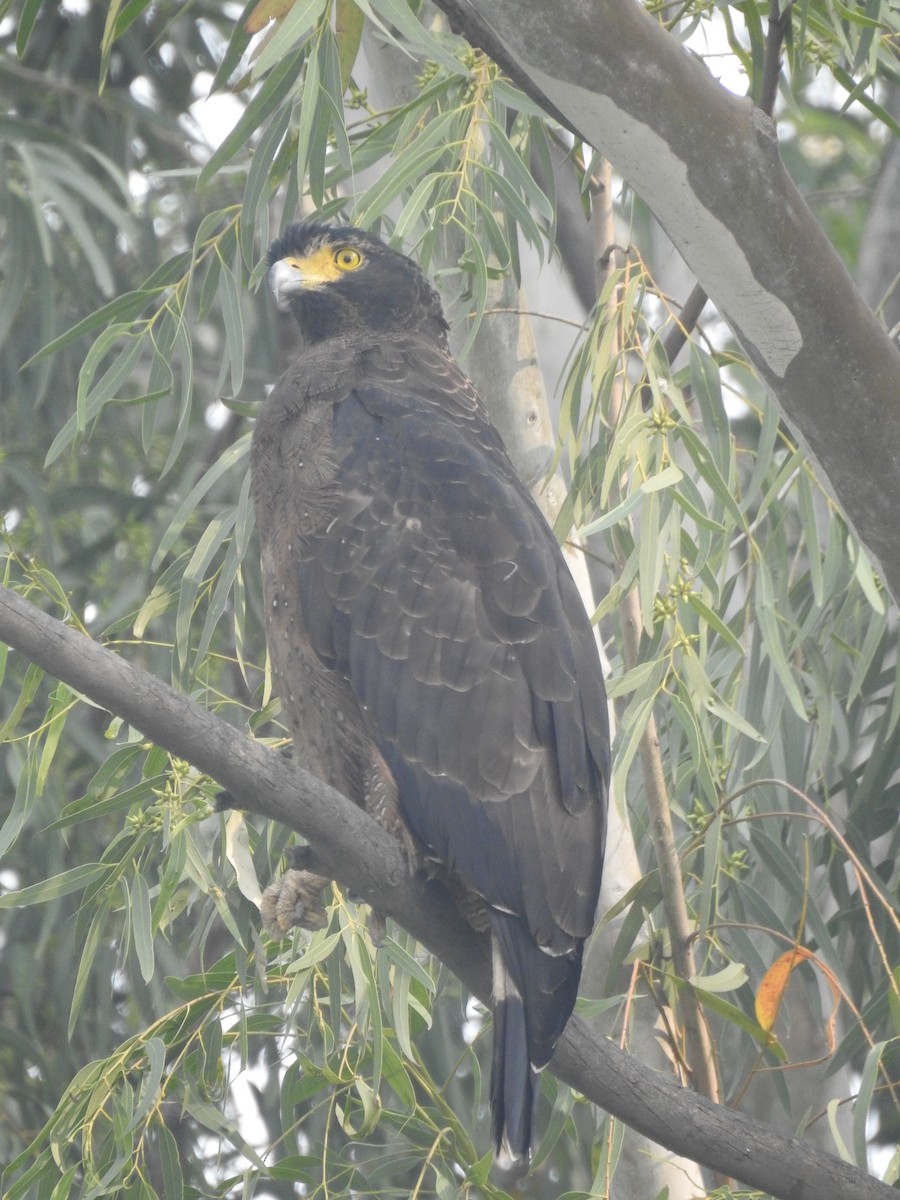 Crested Serpent-Eagle - ML502281701