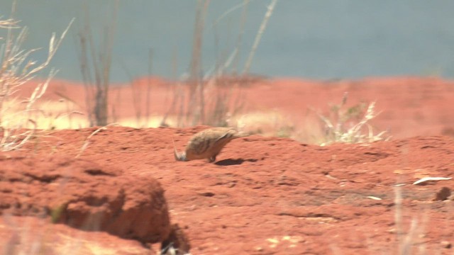 Spinifex Pigeon - ML502282371