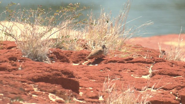 Spinifex Pigeon - ML502282381