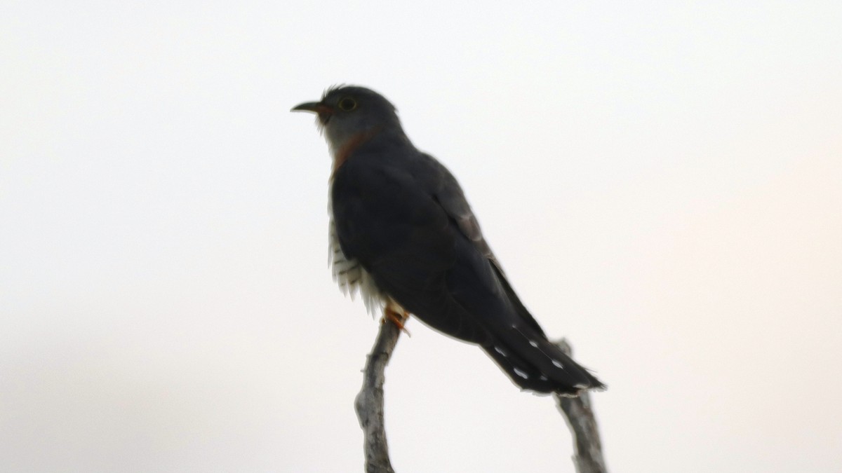 Red-chested Cuckoo - ML502282961