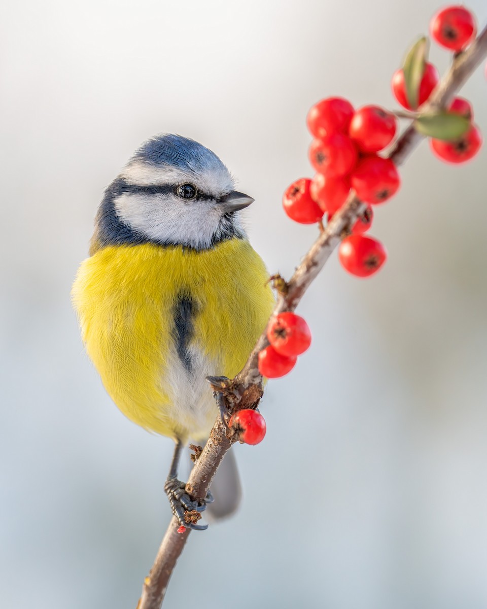 Eurasian Blue Tit - ML502284901