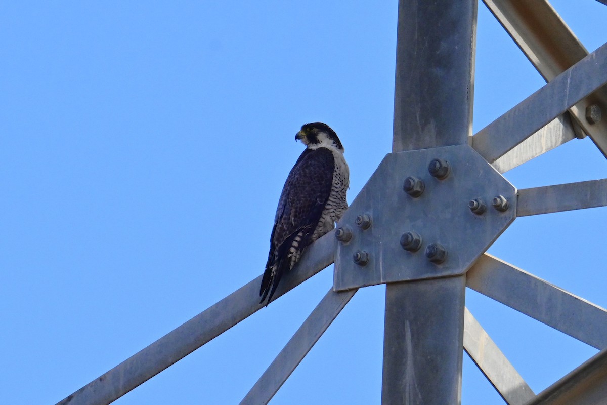 Peregrine Falcon - ML502285221